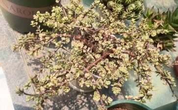 为什么夏天并不适合种多肉