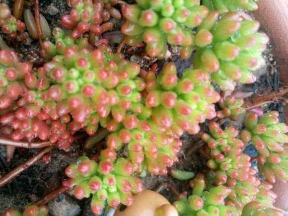 夏季多肉3天1浇水 长的非常好