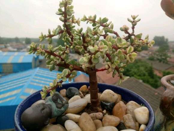 夏季多肉3天1浇水 长的非常好