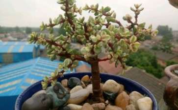 夏季多肉3天1浇水 长的非常好 图片