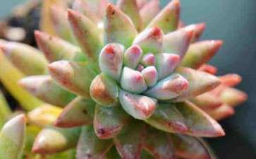 夏天大棚里面怎么多肉度夏