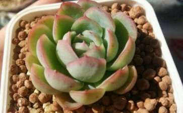 夏天多肉怎么避免晒伤的3个方法