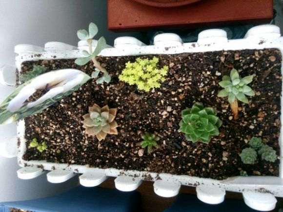 青岛的夏天适合多肉植物生存吗