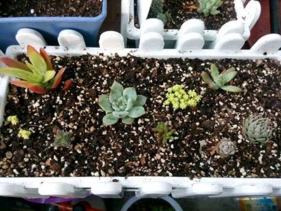 青岛的夏天适合多肉植物生存吗