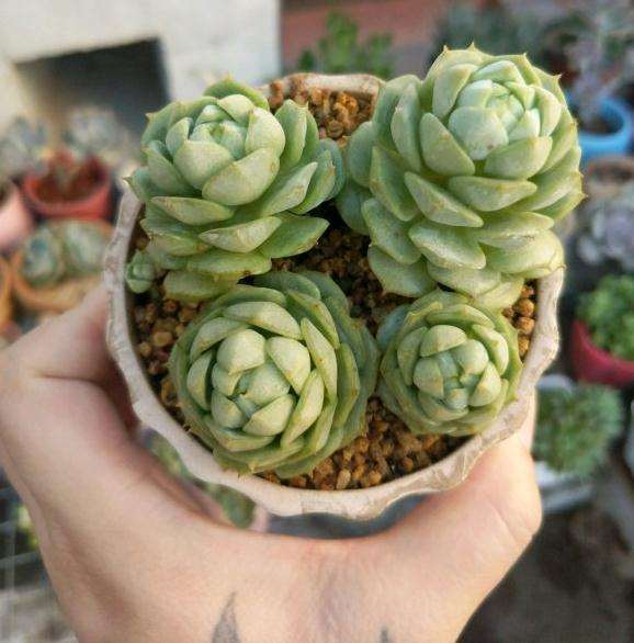 为什么静夜多肉