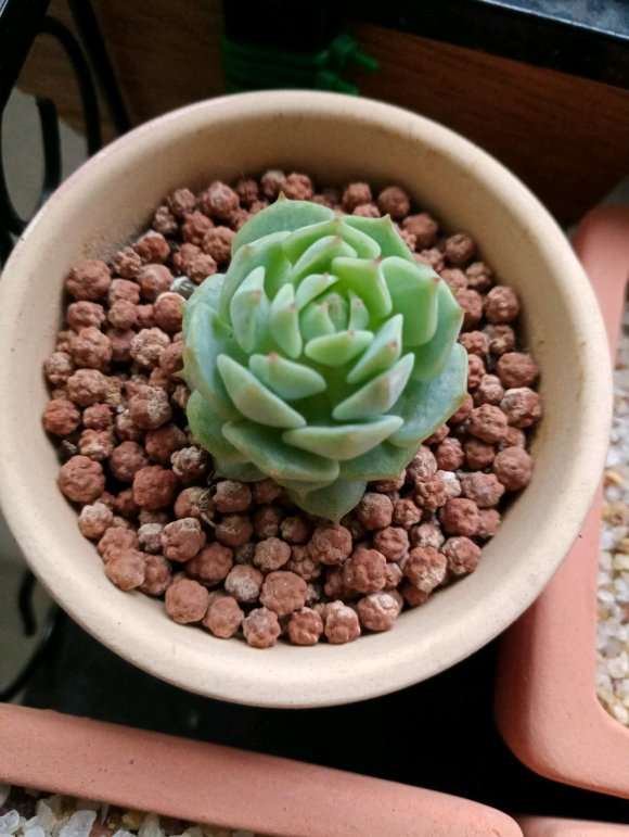 为什么静夜多肉