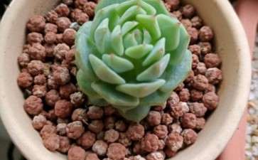 为什么静夜多肉 夏季竟然没有死