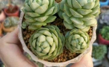 夏天多肉露养叶子都晒蔫了 怎么办