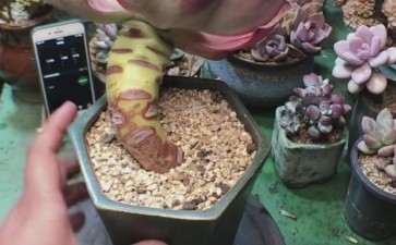 夏季还是买了几个多肉 作死啊