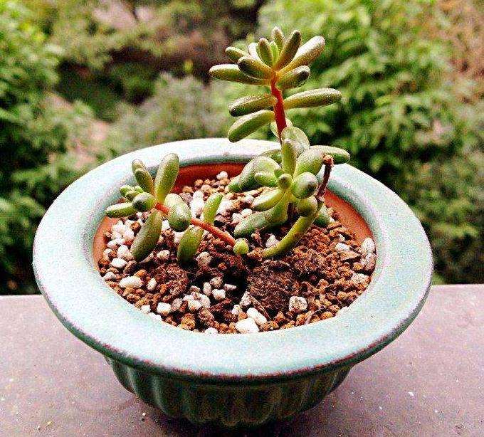 夏天白天 多肉可以放在室外吗