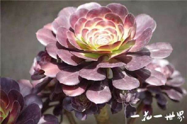 夏天白天 多肉可以放在室外吗