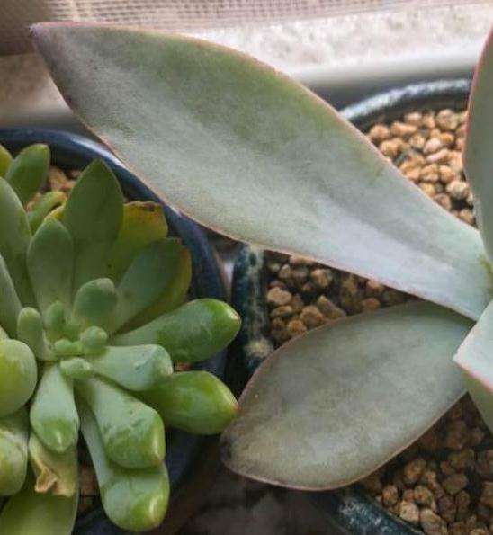 广寒宫多肉在夏天好养么