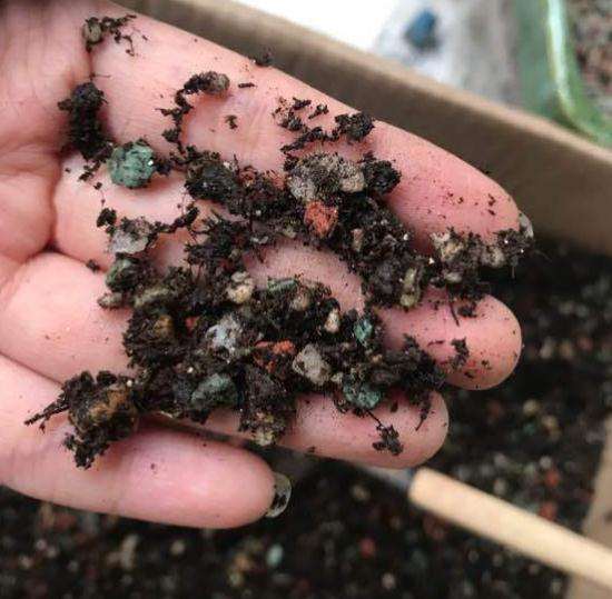 广寒宫多肉在夏天好养么