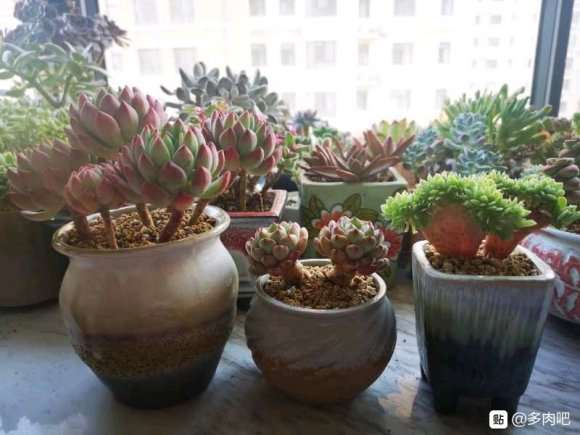 大家夏天养什么多肉合适