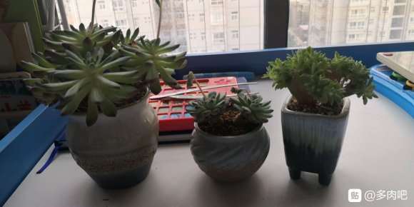 大家夏天养什么多肉合适