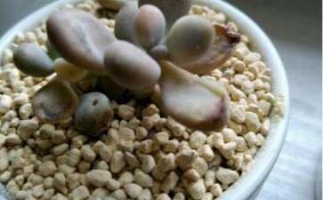 夏天 桃蛋多肉快死了 怎么办 图片