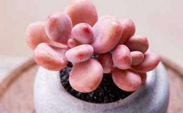 夏天桃蛋多肉叶子皱了 怎么办