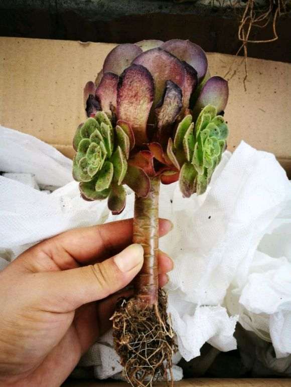 为什么夏天 法师多肉这么便宜