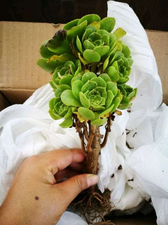 为什么夏天 法师多肉这么便宜