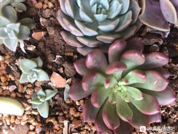 夏季防多肉黑腐 用什么要 比较好