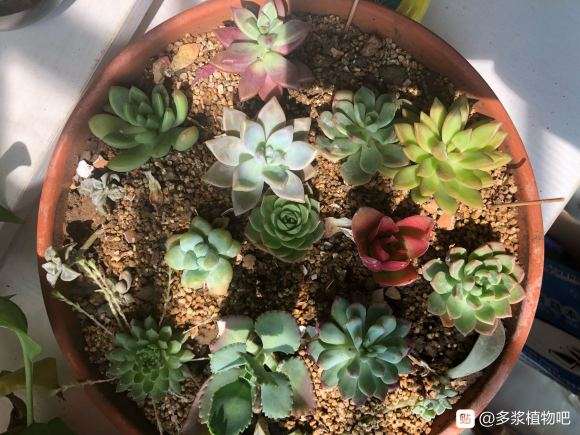 夏季防多肉黑腐 用什么要 比较好