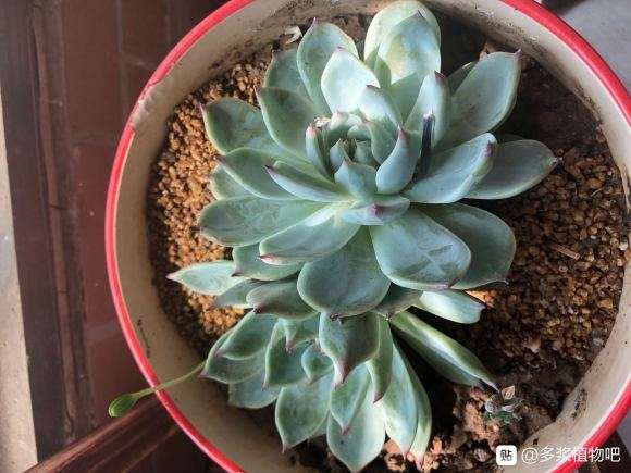 夏季防多肉黑腐 用什么要 比较好