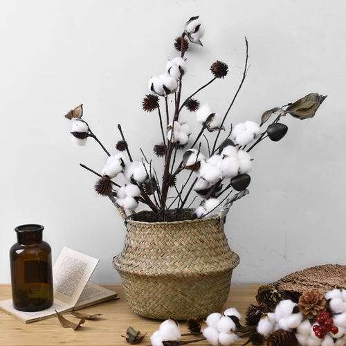 甲基营养型芽胞杆菌AL7对棉花黄萎病的盆栽防治效果