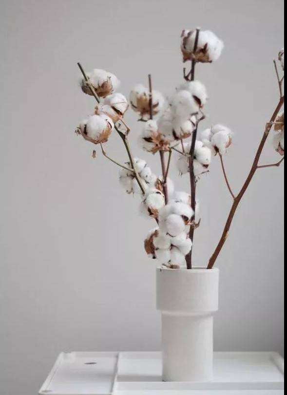 甲基营养型芽胞杆菌AL7对棉花黄萎病的盆栽防治效果