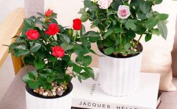 盆栽花卉由哪5个培养土组成