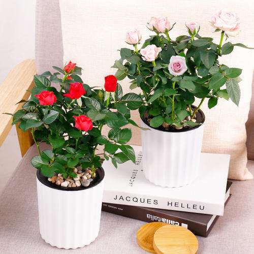 盆栽花卉由哪5个培养土组成