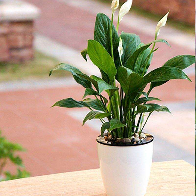 盆栽花卉由哪5个培养土组成