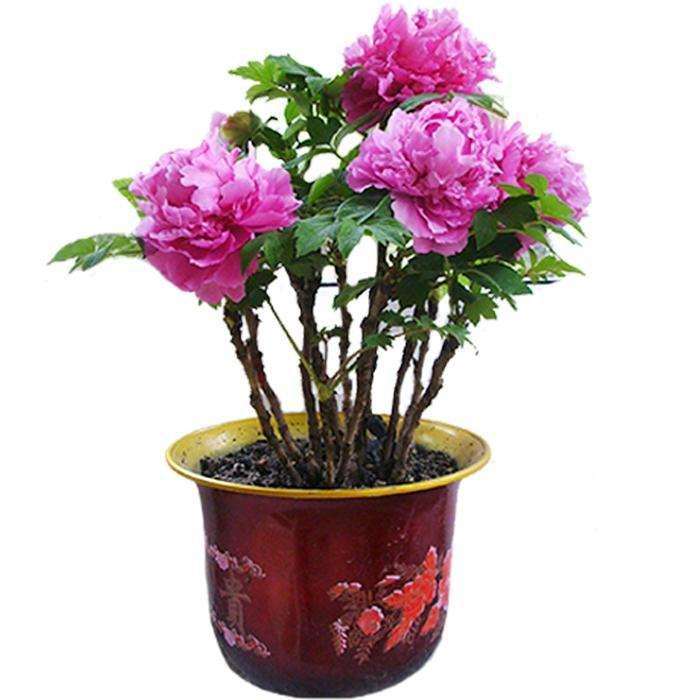 花卉盆栽怎么配置培养土