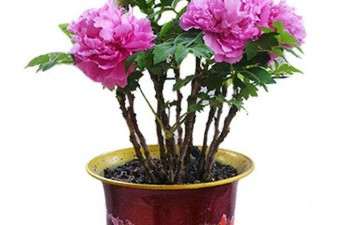 花卉盆栽怎么配置培养土的2个方法