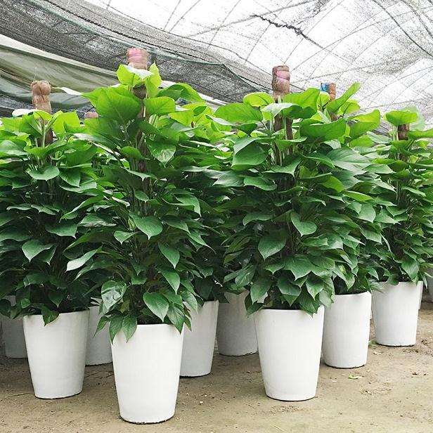 花卉盆栽盆栽怎么上盆换盆