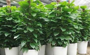 花卉盆栽盆栽怎么上盆换盆的3个方法