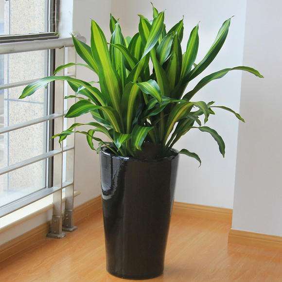 盆栽花卉怎么栽培浇水的4个技术