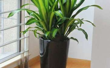 盆栽花卉怎么栽培浇水的4个技术