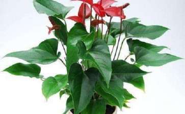 盆栽花卉怎么整形修剪的3个技术