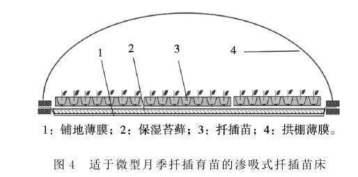 盆栽微型月季怎么扦插育苗