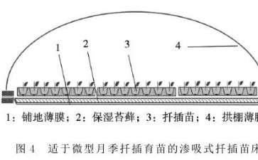 盆栽微型月季怎么扦插育苗的3个方法