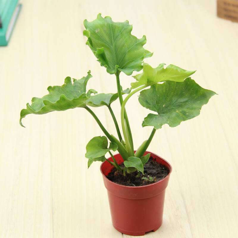 景点布置中盆栽花卉有哪2个作用