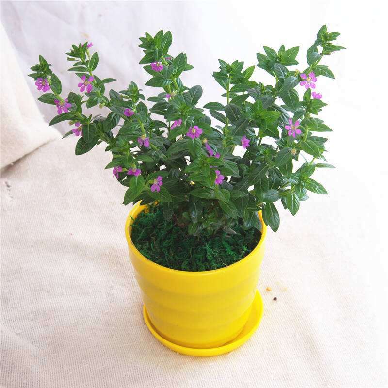 景点布置中盆栽花卉有哪2个作用