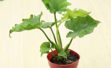 景点布置中盆栽花卉有哪2个作用