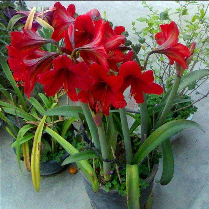 盆栽花卉怎么布置设计