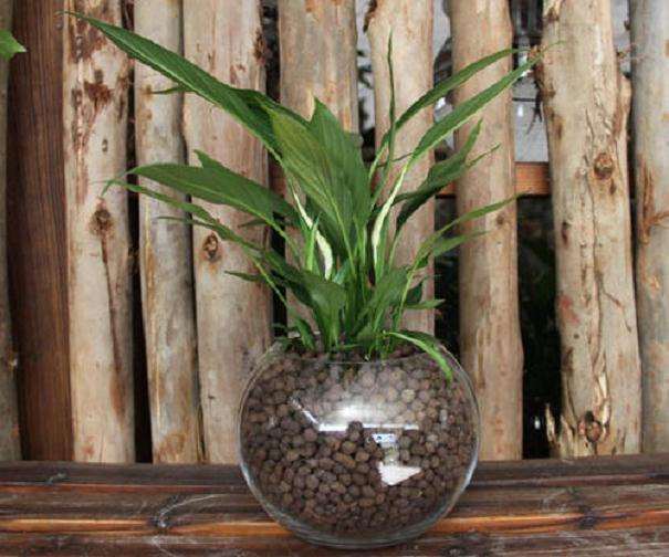 盆栽花卉怎么布置设计