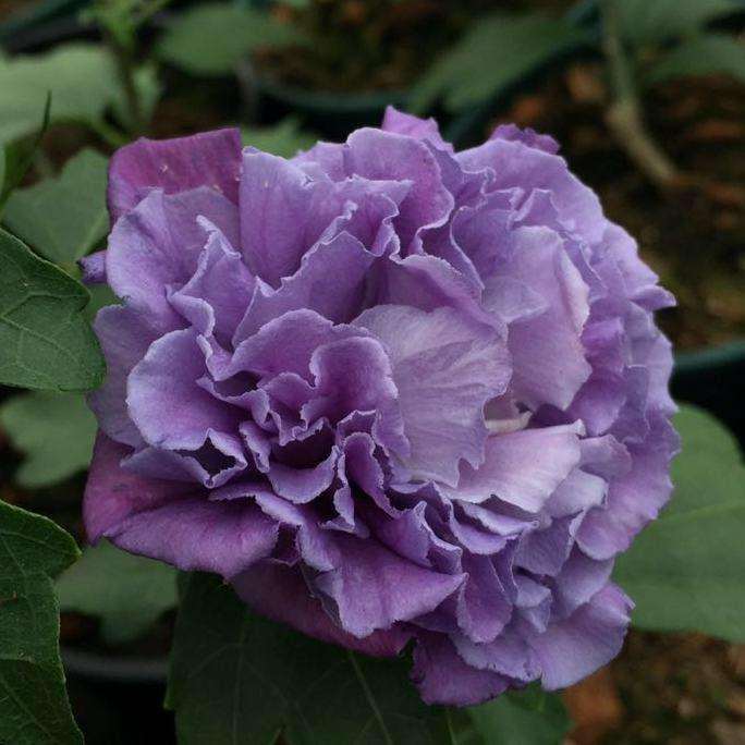 盆栽花卉怎么布置设计