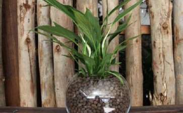 盆栽花卉怎么布置设计的3个方法