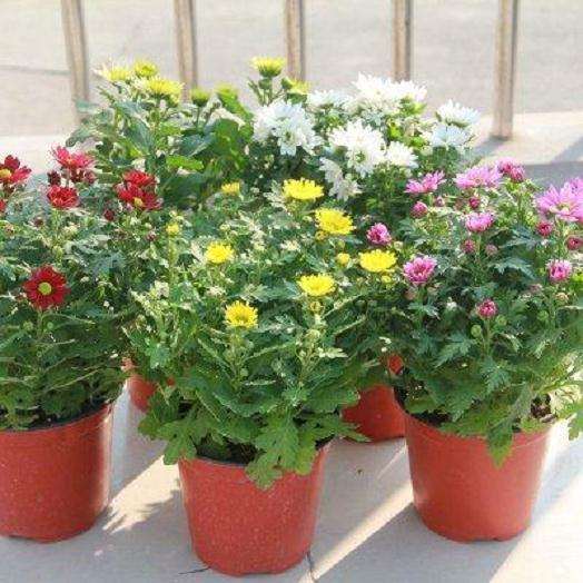 菊花两段根怎么盆栽的5个技术