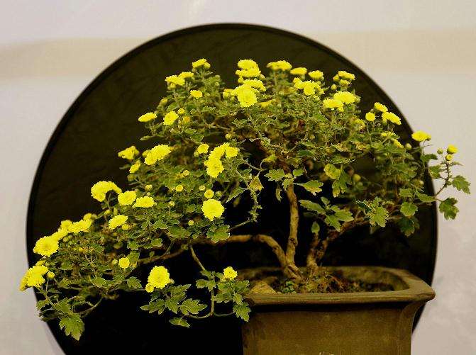 菊花两段根怎么盆栽的5个技术