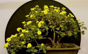 菊花两段根怎么盆栽的5个技术